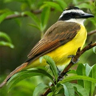 http://4.bp.blogspot.com/-mVyW3ScCtGQ/VLJrxXrB5OI/AAAAAAAADHg/5Ea1kznuqxM/s1600/bem-ve-vi.jpg