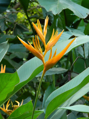 Heliconia psittacorum Golden Torch at St. Lucia Diamond Botanical Gardens Soufriere by garden muses-not another Toronto gardening blog