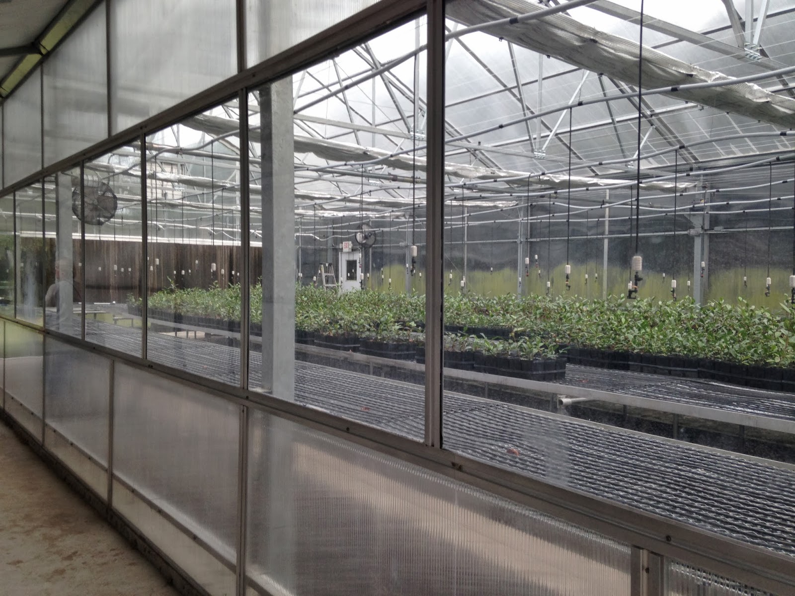 Kimmi's Dairyland A visit to the only tea farm in America, the