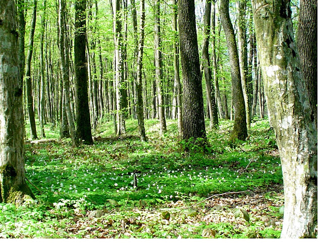 Beautiful-Green-Forest