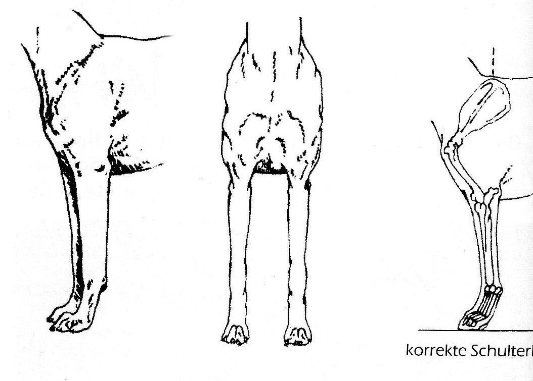 WhippetSpecial Whippetstandard