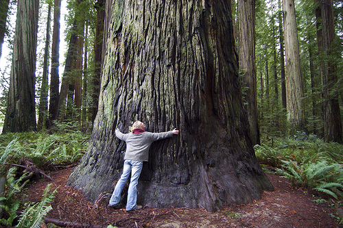 big+tree+hug.jpg