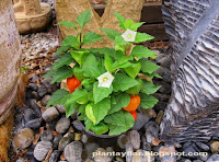 Physalis alkekengi