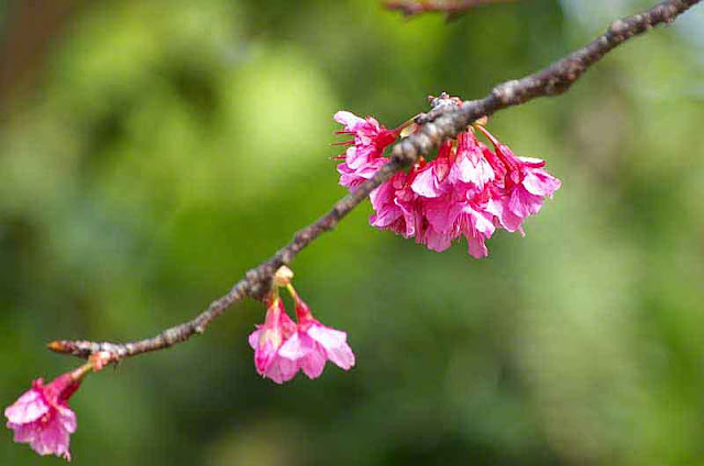pink blossoms, flowers, vertical composition, branch,buds