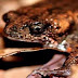 Spesies Katak Mini Ditemukan di Australia