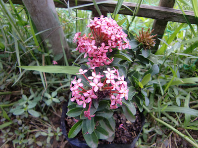 Ornamental Flower