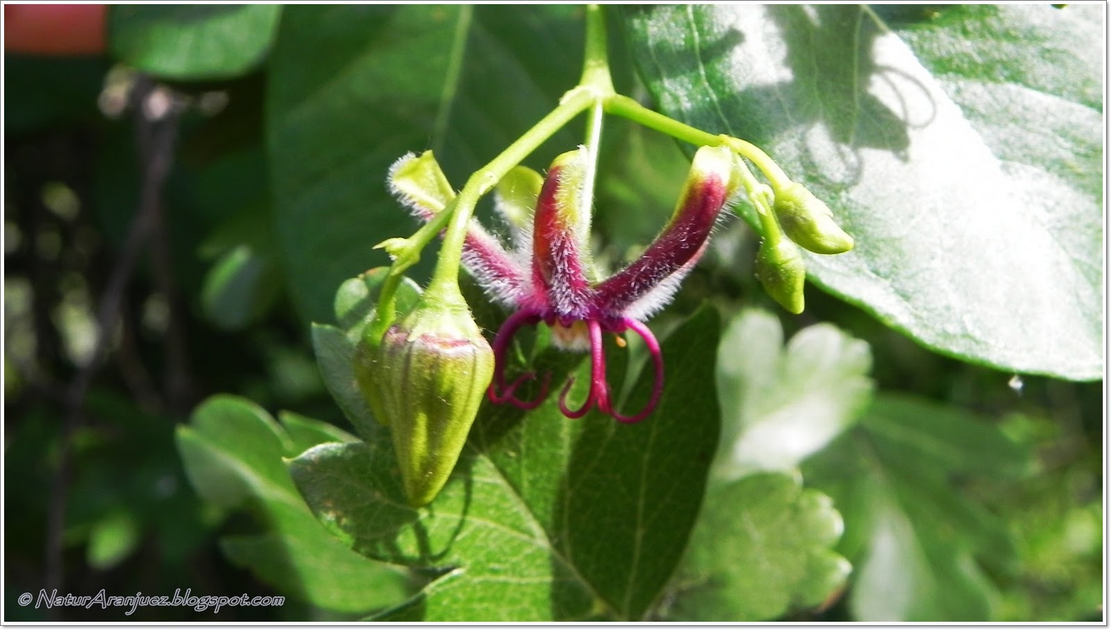 NaturAranjuez Periploca Graeca (CORNICAL GRIEGO)