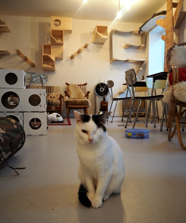 Cats from Amsterdam Traveling Cats Travel Pictures of