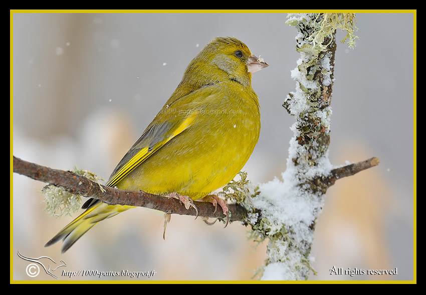 Carduelis chloris - http://1000-pattes.blogspot.com