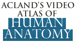 http://ezproxy.bond.edu.au/login?url=http://www.aclandanatomy.com