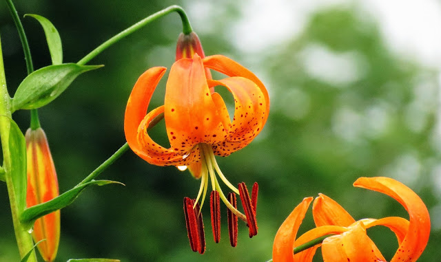 Turk's Cap Lily Wildflower Great Smoky Mountains