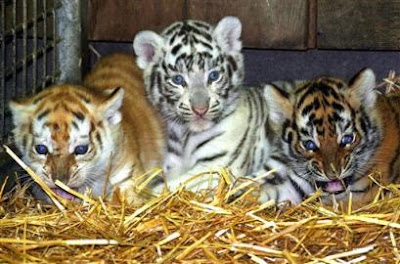 tiger animal tiger animal
