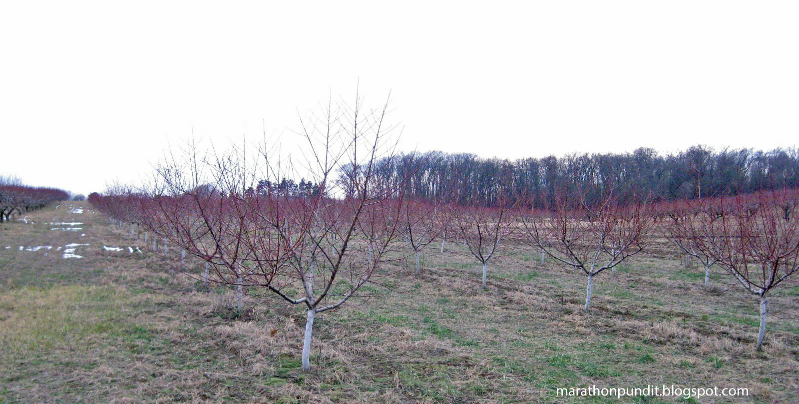 Marathon Pundit Photos Michigan's orchards, vineyards, and Christmas