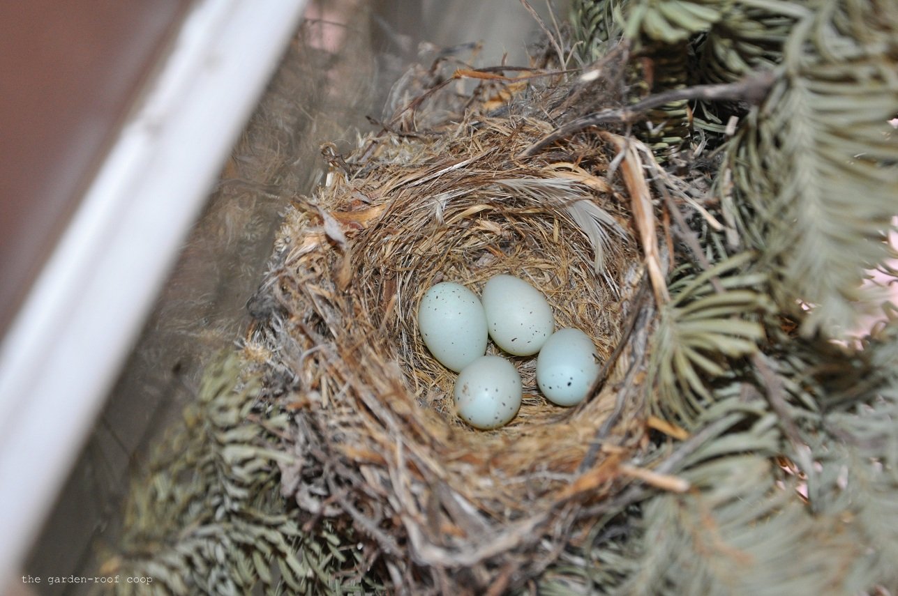 the gardenroof coop April 2013