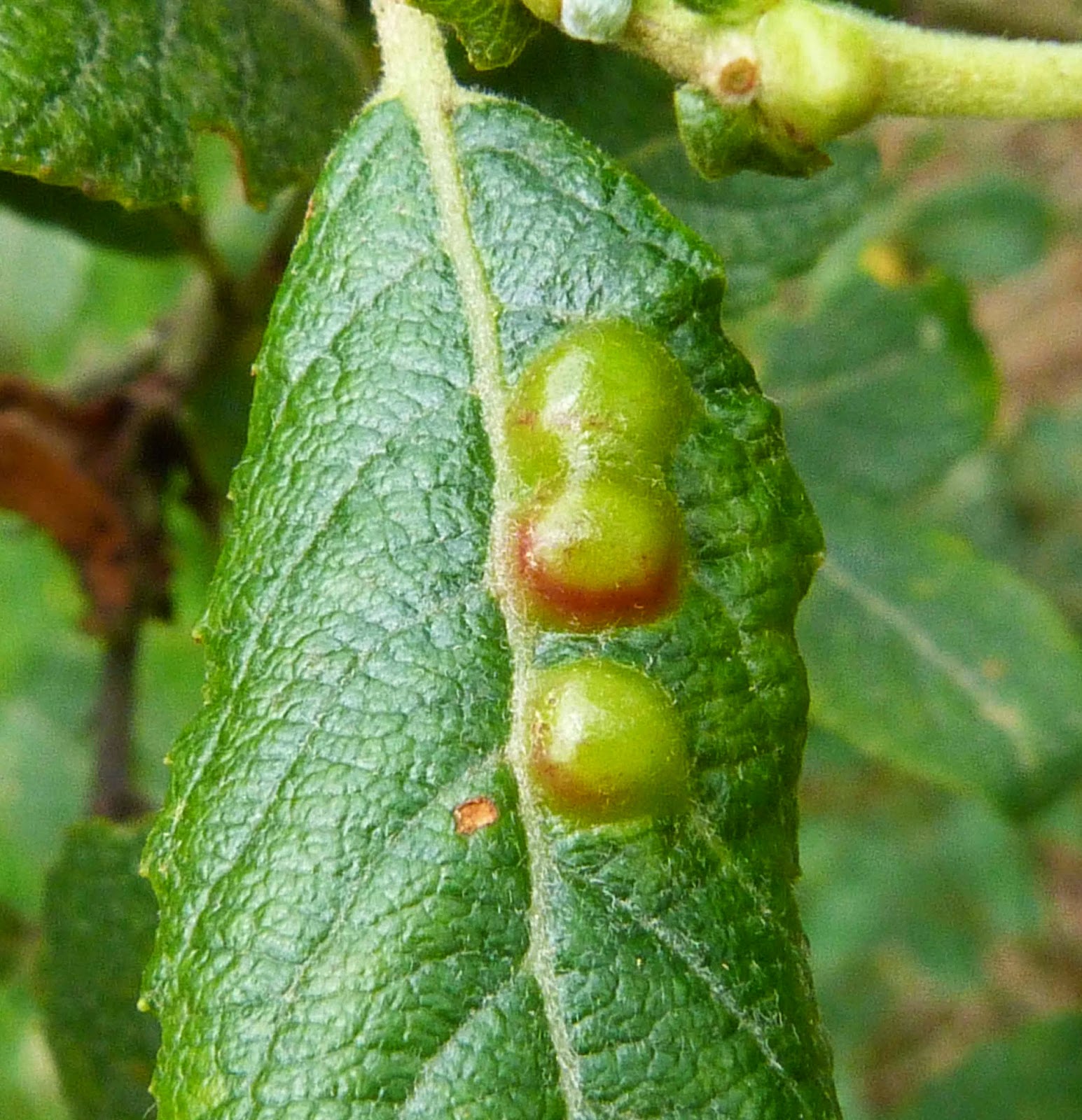 Insects of Scotland Galls/Leafminers