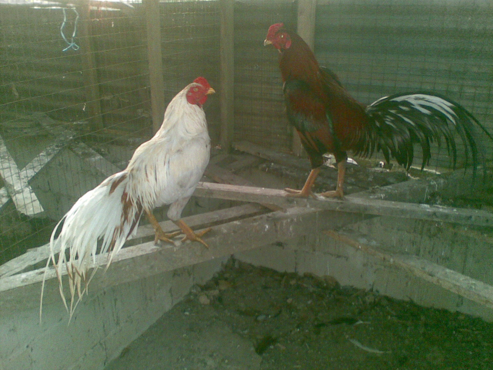 Ayam Siam Ayam Sabung Ayam Jantan Muda Putih For Sale May 2013