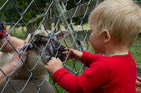 Tobias and the lamb (almost an adult sheep)