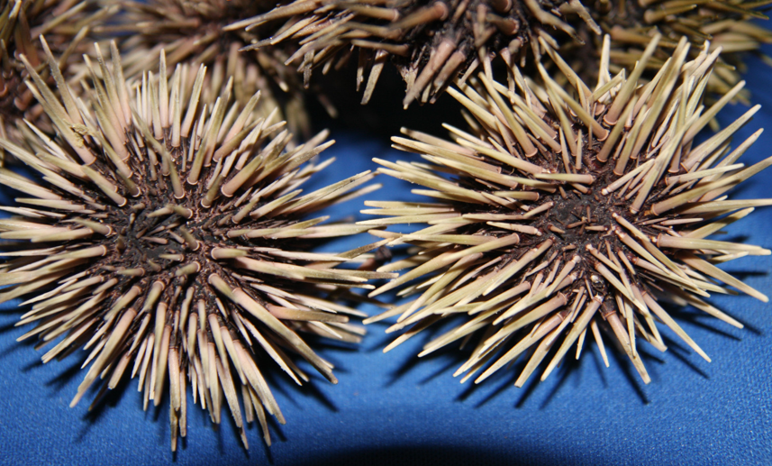Rhan Vintage. Mid Century Modern Blog. Sea Urchins as Mid Century Decor.