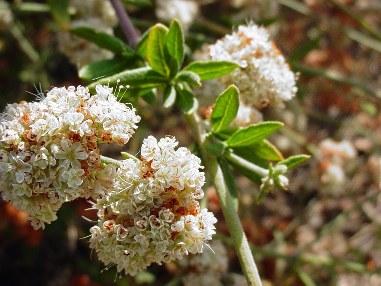Mother Nature�s Backyard A Waterwise Garden Plant of