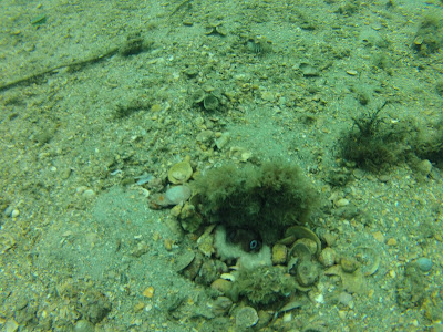 Blue Heron Bridge Octopus