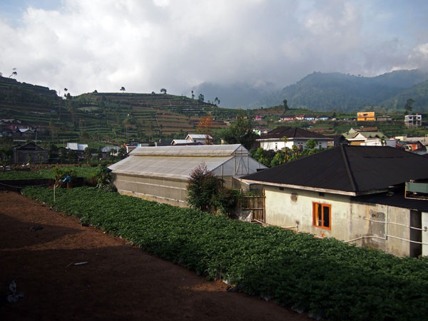 View Homestay Siti Dieng