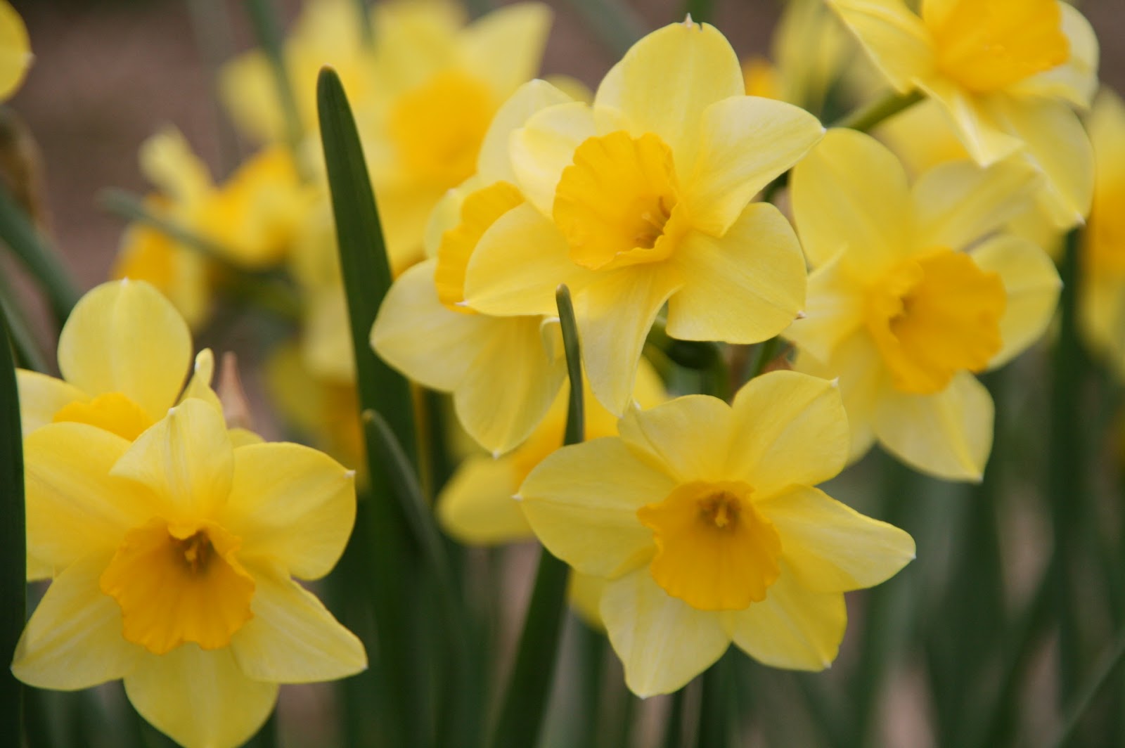 Trulybess The trip to the daffodil field was a success