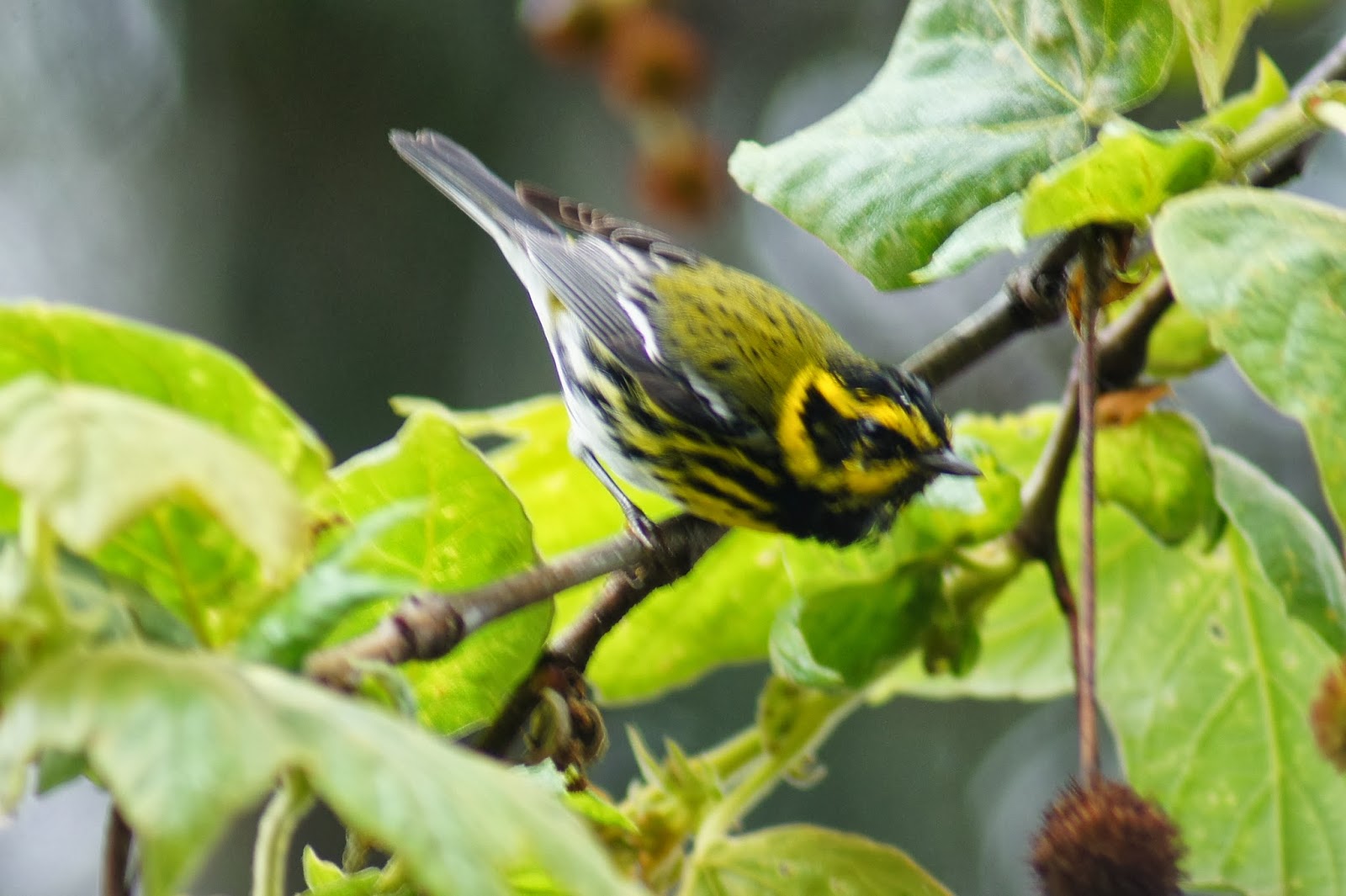 Tommy D's Birding Expeditions Birding Orange County, California