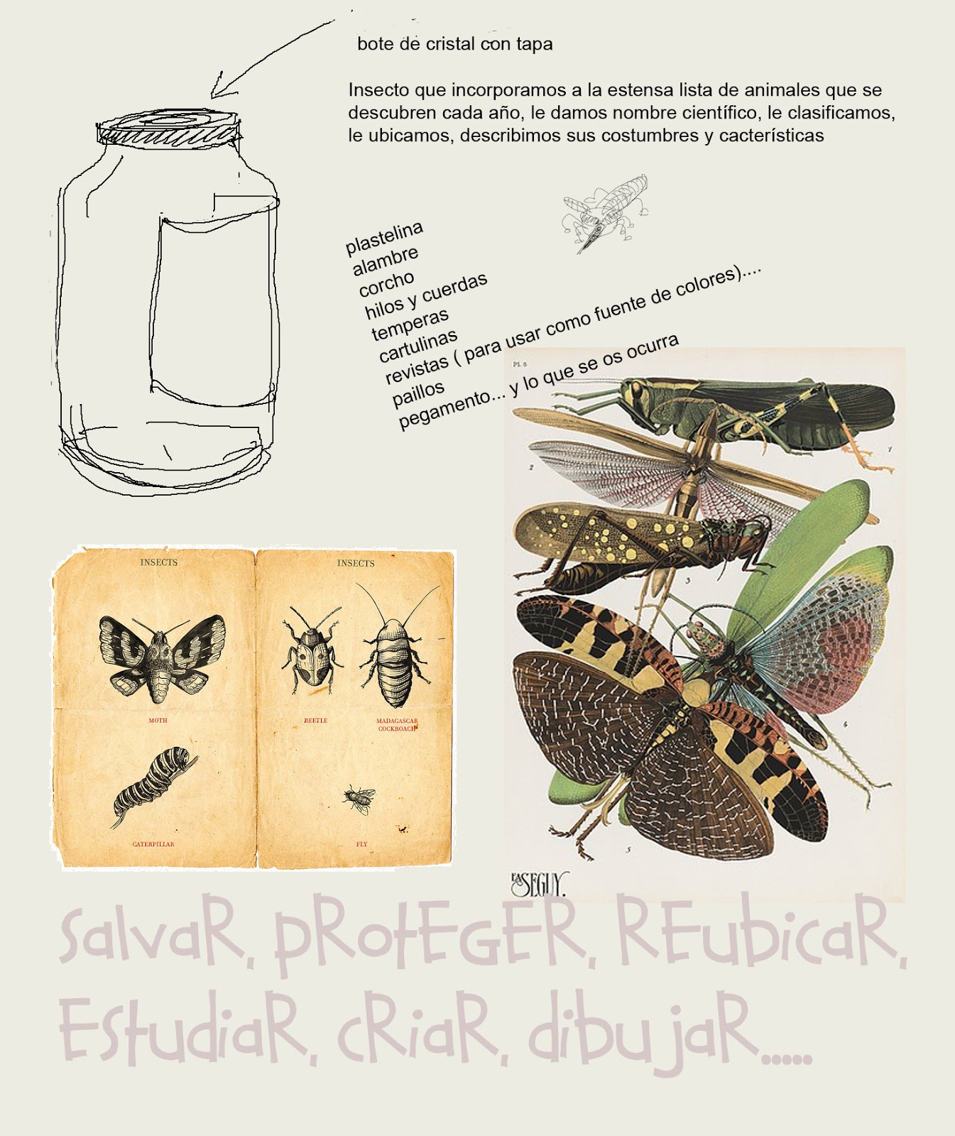 UAM Grado Primaria Ed. Artística: Nuevas especies de insectos y animales de  campo