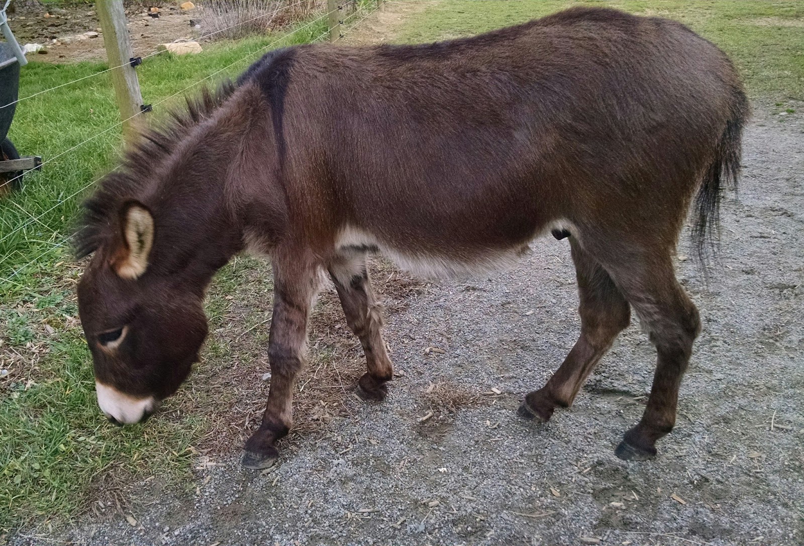 Our Tiny Farm in Western NC Pictures of Our MiniDonkeys