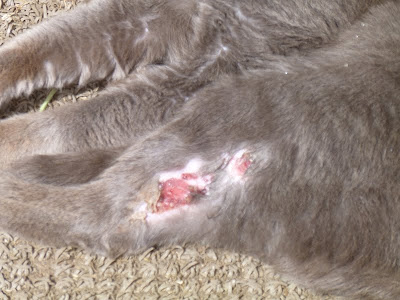 cat paw injuries wound rural revolution blind adopted tough guy eye he when old