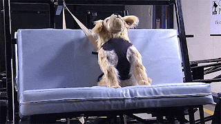Pet Safety, pet safety harness, pet restraints Pet Safety, pet safety harness, pet restraints