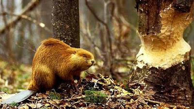 Castor luego de roer un árbol Castor luego de roer un árbol