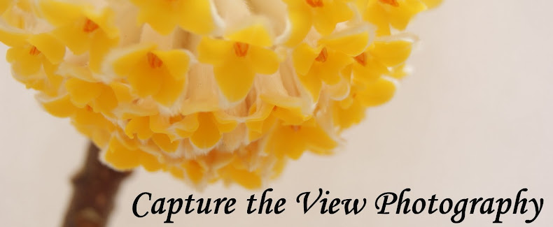 Capture the View Photography