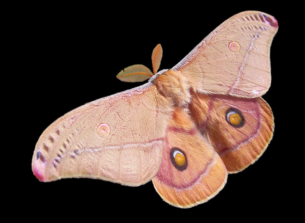 How Do Moths Have Fur