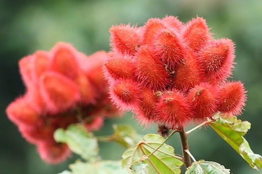 Jom Tanam Bunga Bunga Kasut?