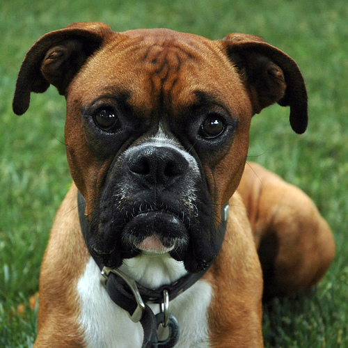 Boxer Dog Signs