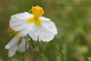 macro-fleur-blanche-jaune