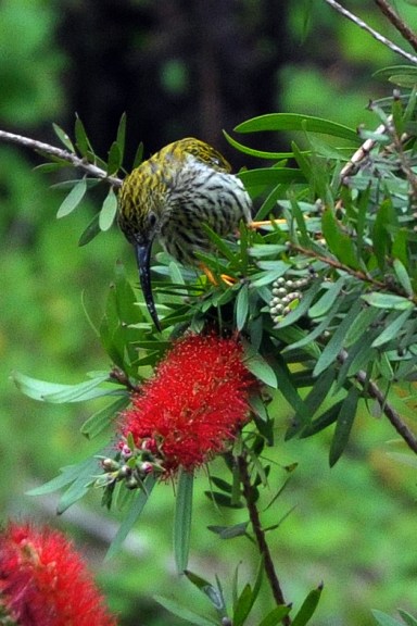 Streaked Spiderhunter
