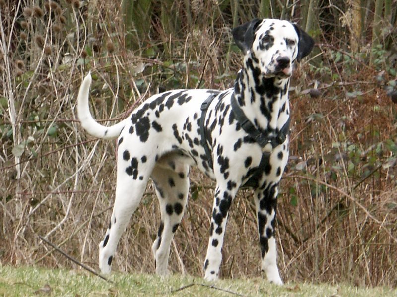 Dalmatian Big Dog