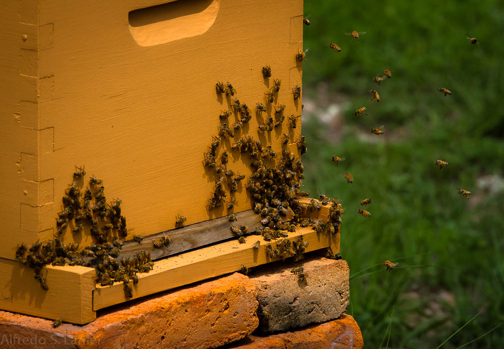 Bee Bob