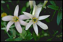 Lilium rubescens Lilium rubescens