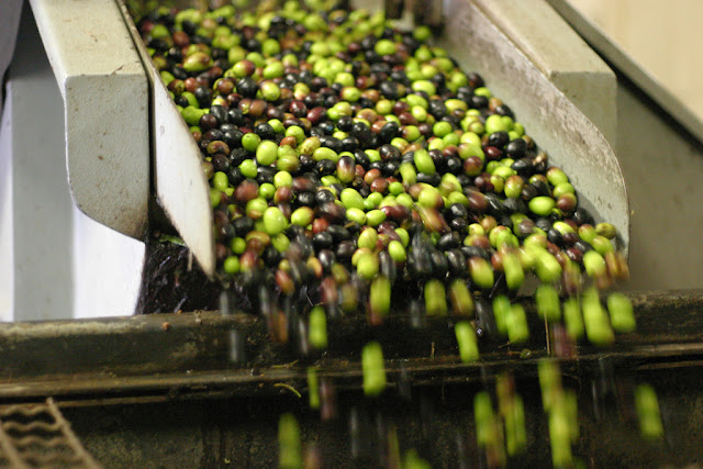 Just washed, the olives roll off the conveyor and into the hopper where they will be ground into paste, pits and all. Photo: Chris P.