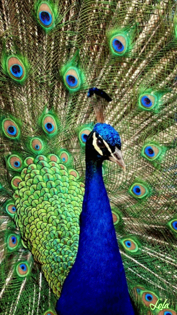 Decent Image Scraps: Peacock Animation