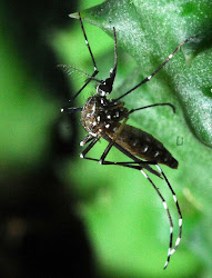 O vetor da dengue