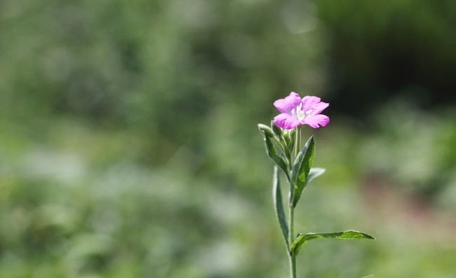 Great Willowherb Flowers Pictures Great Willowherb Flowers Pictures