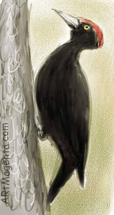 Birds: Black Woodpecker