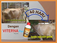 Penggemukan Sapi 40 hari