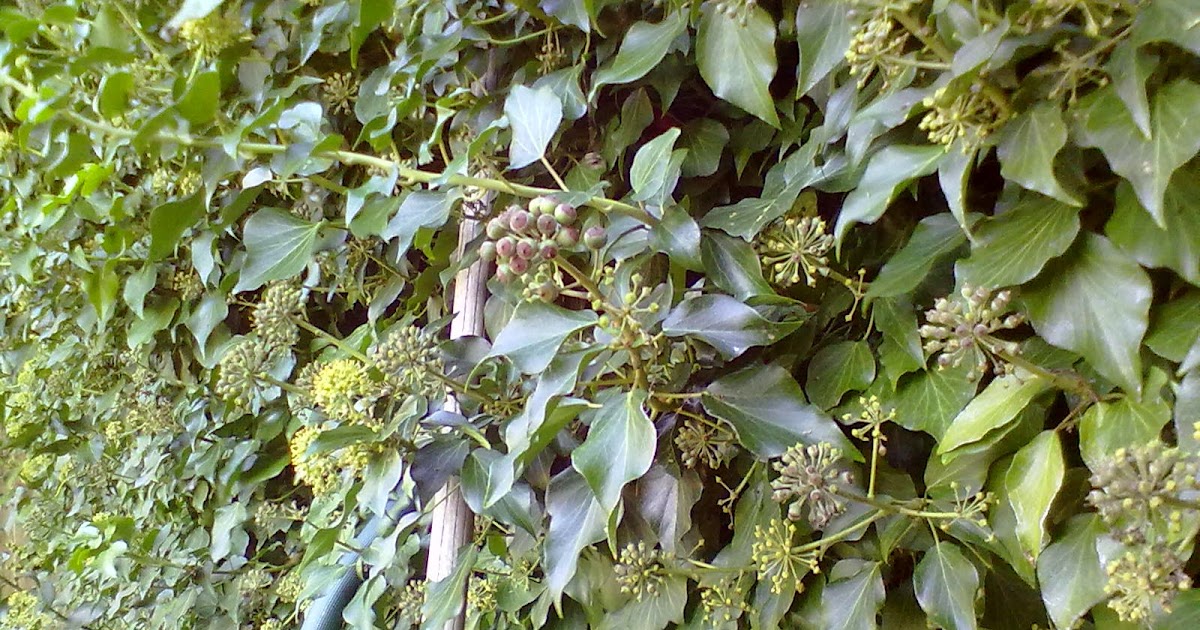 Rachel the Gardener Removing Ivy from walls.