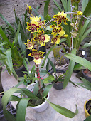 Orquídea da Emília maio/2012