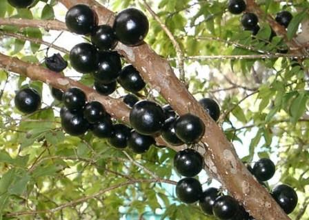 jabuticaba jaboticaba branca mts produzindo mudas ayudan identificarlo sedex frete myrtaceae falando fruta finca grape guavaberry uvas grapes saludos